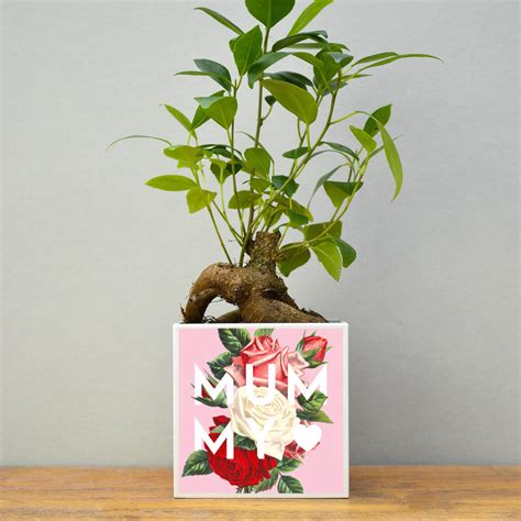 'Mummy' Mother's Day Plant Pot And Houseplant By Hands & Hearts