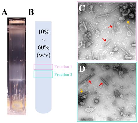 Centrifugation-Based Purification Protocol Optimization Enhances ...