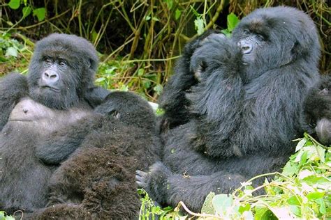RWANDA HOLIDAYS (2026) All You Need to Know BEFORE You Go (with Photos ...