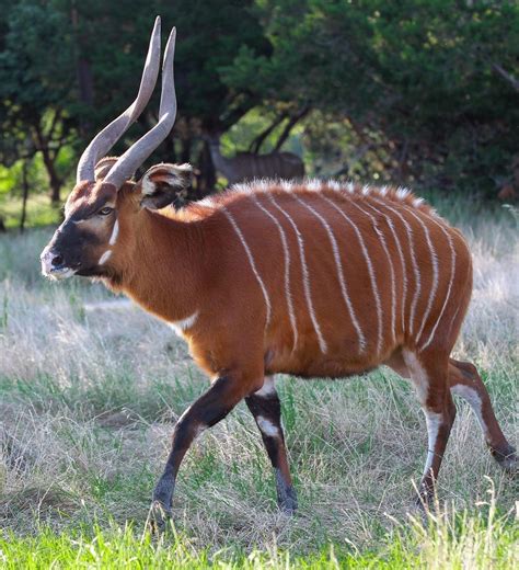 Forest Dwelling Antelope of Africa: A Guide to the Lesser-Known Species