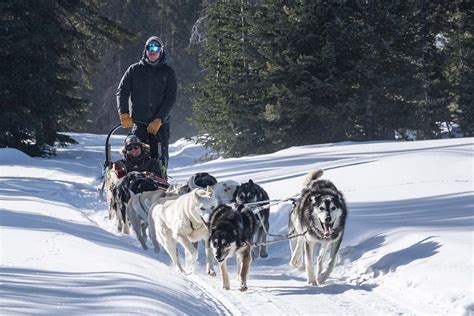 Continental Divide Dog Sled Adventures - Jackson Hole Traveler