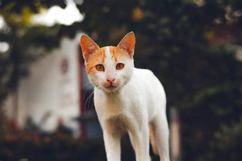 Building Single Pic 的图像结果