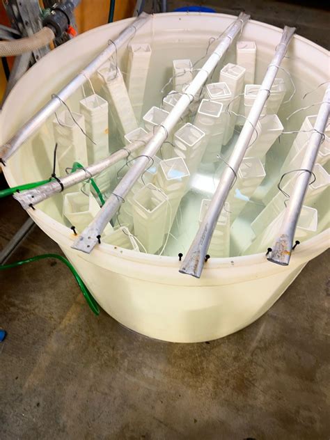 Pure Ocean Algae Alaria Spores Picture of our first Alaria spores ...