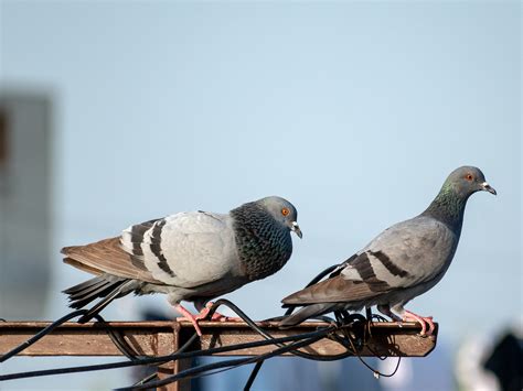 Lifespan Of Pigeon Bird - Feathered Mates