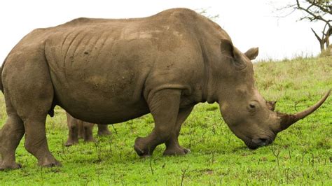 Bildergebnis für rhino free download