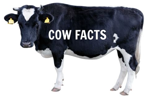 Dairy Cattle Interesting Facts at Hamish Spooner blog