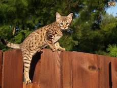 cat breed the top 8 largest domestic cat breeds pets4homes cat breed the top 8 largest domestic cat breeds pets4homes
