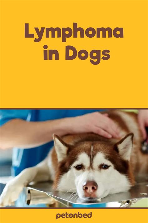 stage 4 lymphoma in dogs treatment