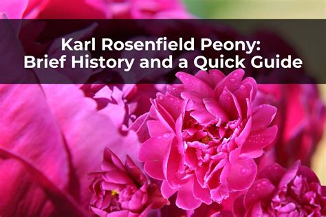 Karl Rosenfield Peony: Brief History and a Quick Guide – Real Men Sow
