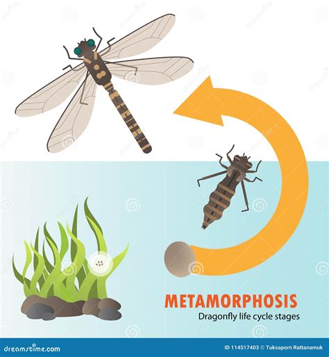 Dragonfly Life Cycle Metamorphosis Stock Vector - Illustration of green ...
