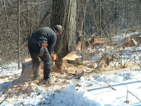 Image result for Tree Felling Tools Equipment