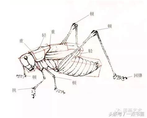 树礅的简笔画 简笔画图片大全-普车都