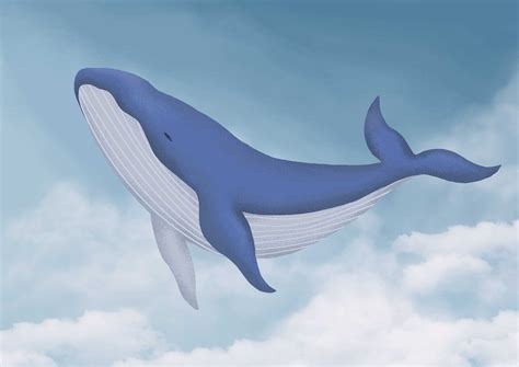 鲸鱼|插画|插画习作|张非常怕冷 - 原创作品 - 站酷 (ZCOOL)