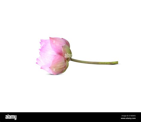 Lotus buds Lotus flower and Lotus flower plants Stock Photo - Alamy