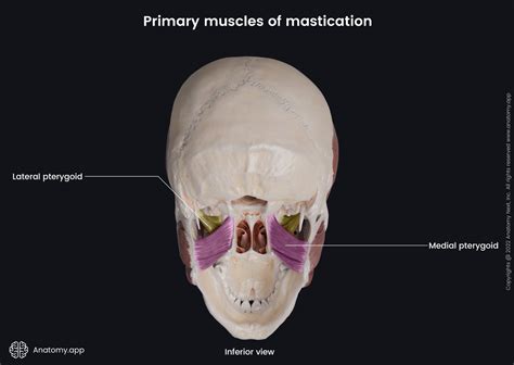 Lateral Pterygoid Muscle