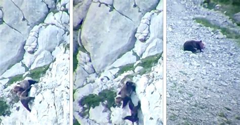 Image result for Bears Falling From Cliffs