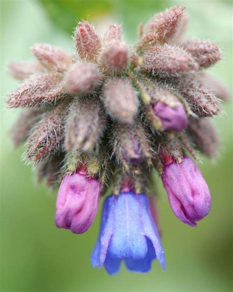 Spring-flowering perennials for the joys of spring - Perennial Power