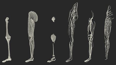 Young Man Anatomy Right Leg 3D Model $139 - .3ds .blend .c4d .fbx .max .ma .lxo .obj - Free3D