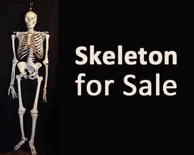 Sting Operation unearths Human skeletons being sold for Rs 8000 at ...