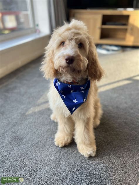 Image result for Apricot Cockapoo Adult