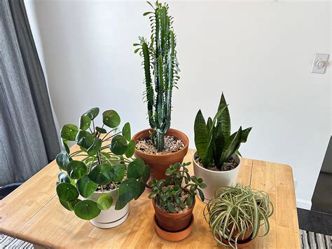 Using Plant Moisture Meter 的图像结果