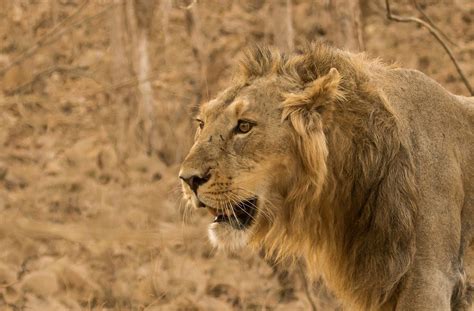 World Lion Day: A Look At What It Takes To Protect Africa's Lions
