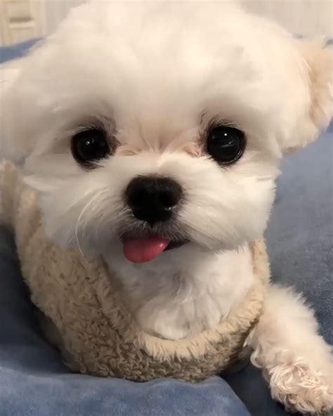 15 adorable photos of maltese puppies with pure beauty – Artofit