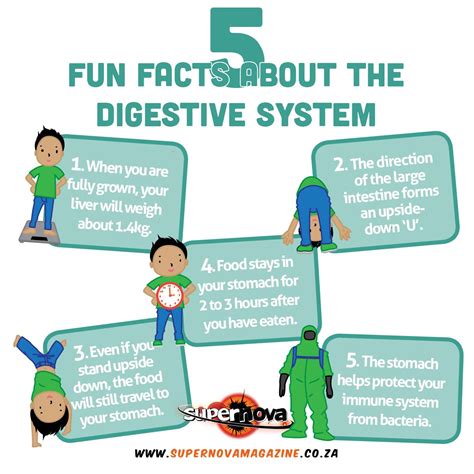 Five Interesting Facts About The Digestive System