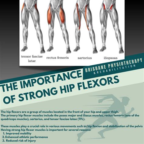 Where Are Hip Flexor Muscles