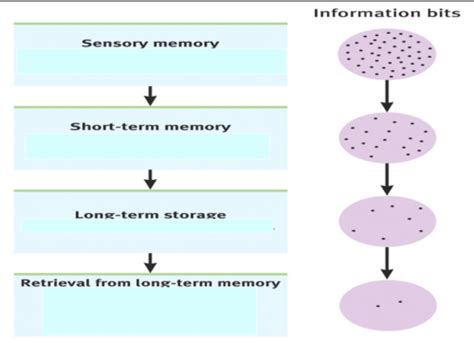 Image result for Transactive Memory Quizlet