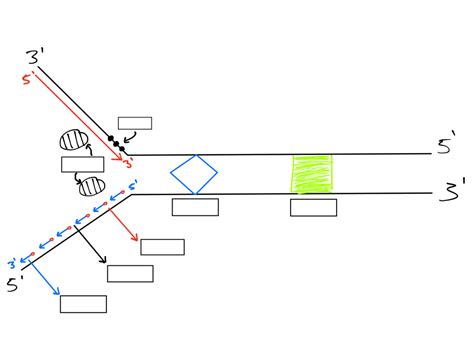 DNA Replication Forks Animation 的图像结果