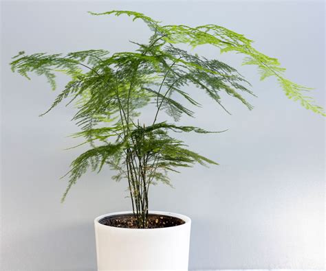 How to care for asparagus fern: our expert guide | Homes and Gardens