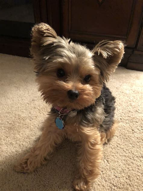Cute Teacup Yorkie Puppy