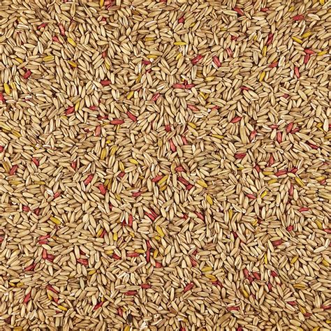Buy Kaytee Oat Groats Treat Jar for Pet Birds Online at Lowest Price in ...