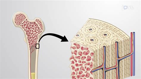 Image result for Bone Tissue Formation