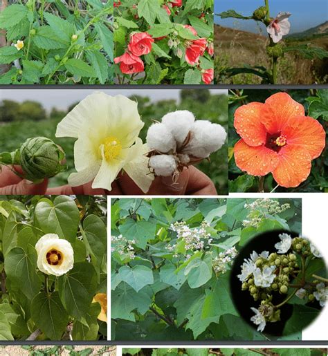 Floral Families: Malvaceae, Cruciferae - NEET PDF Download