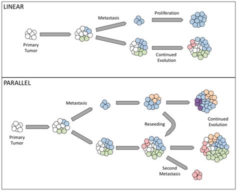 The Role of Intra-Tumoral Heterogeneity and Its Clinical Relevance in ...