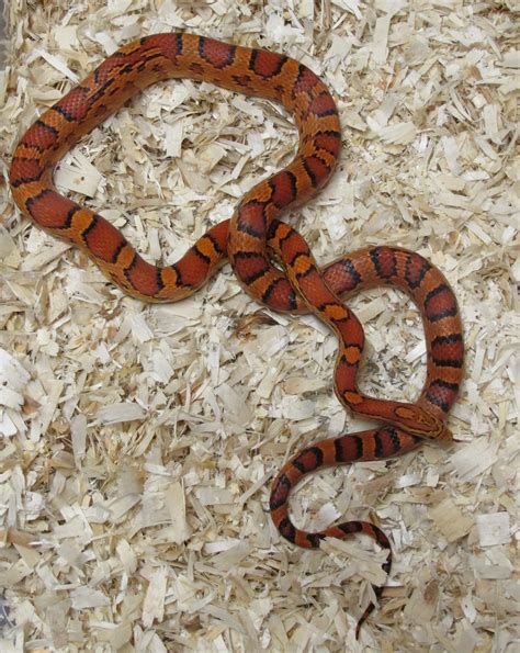 Corn Snake, Oketee Female - Twin Cities Reptiles