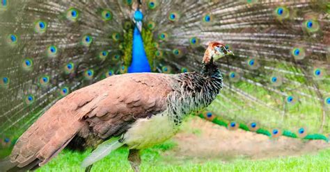 Image result for Intrasexual Selection Drawing