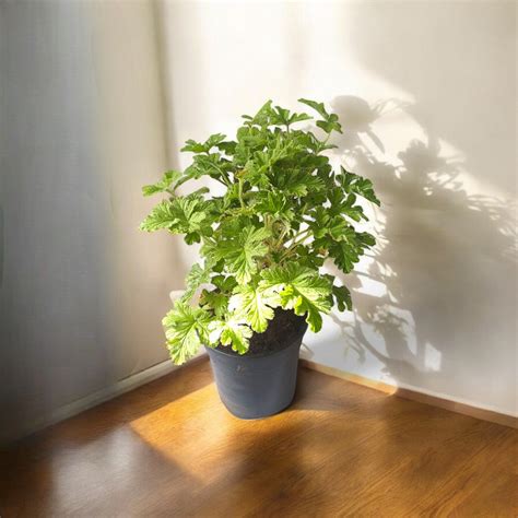Buy Odomos Plant online at best price - plantsguru