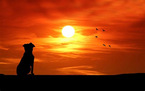 Dog Watching Sunset Silhouette Free Stock Photo - Public Domain Pictures