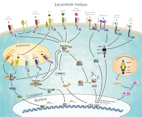 Innate Immunity