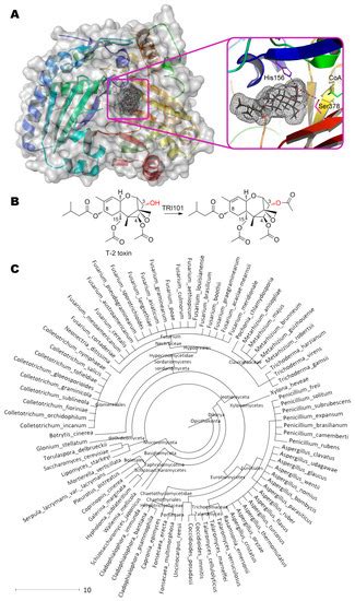 Enzymes for Detoxification of Various Mycotoxins: Origins and ...