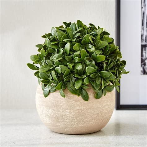 Buy Gloria Bond Artificial Camellia Sinensis Plant in Paper Mache Pot ...