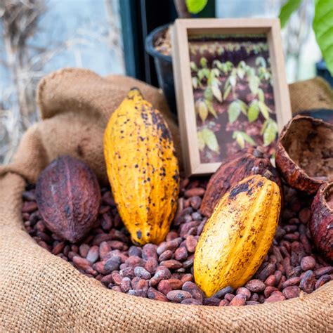 Why does chocolate turn white? And is it O.K to eat it? - Cocoa & Heart