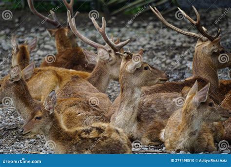 A group of deer in nature stock photo. Image of danger - 277498510