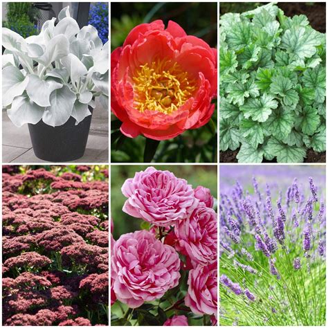 Summer Flower Perennials List 32 Types Of Red Flowers For A Gorgeous