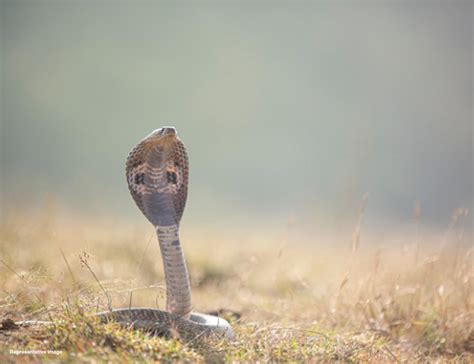 Rise in cobra population signals shift in Hyderabad’s ecology ...