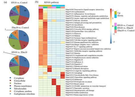 Intergrated Transcriptomic and Proteomic Analysis Revealed the ...
