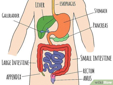 Image result for Digestive Model Tutorial